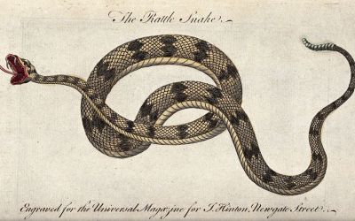 Country Living: Critters!!