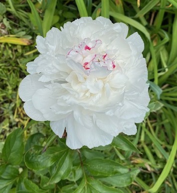 On Peonies, and Friendship