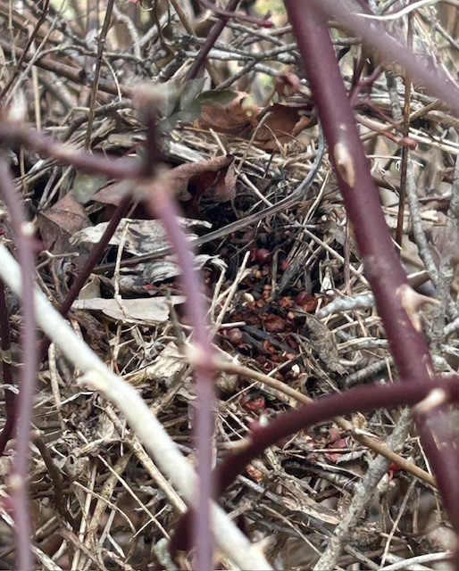 The World Is So Beautiful: Nesting