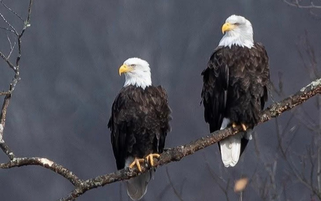 The Eagles Are Coming, The Eagles Are Coming!