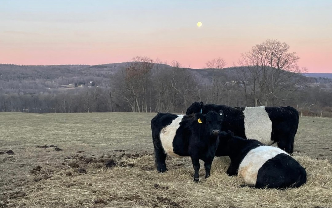 Belties. Yes, Belties.