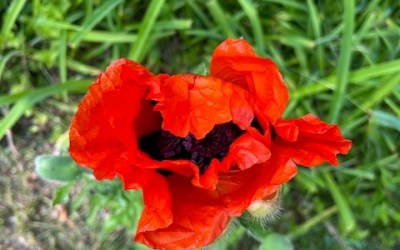 Simple Pleasures. The World is so Beautiful.