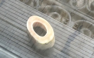 Diego & His Momma Have Bones to Pick!