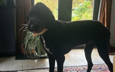 What a Gentleman! What a Prince!